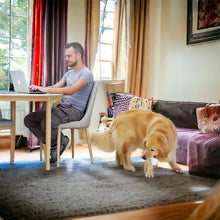 Dog playing with Wickedbone Petzoor PlayBone in living room while person works on laptop.