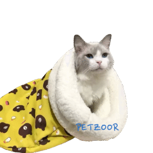 cozy cat photoroom.png